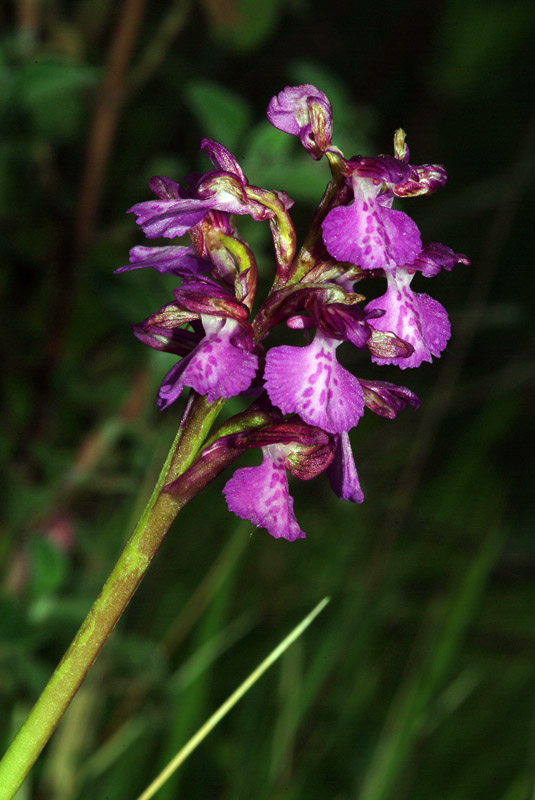 Orchidea da determinare